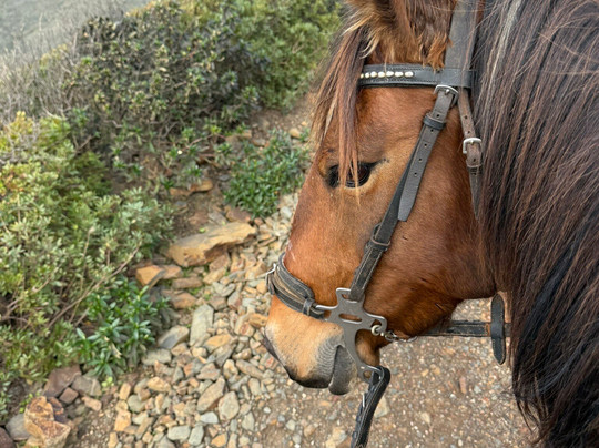 Horse Adventure Tours-Aljezur必去景点