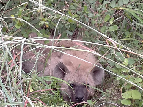 SAFARI, DRIVE & DIVE TOURS-Inhambane必去景点