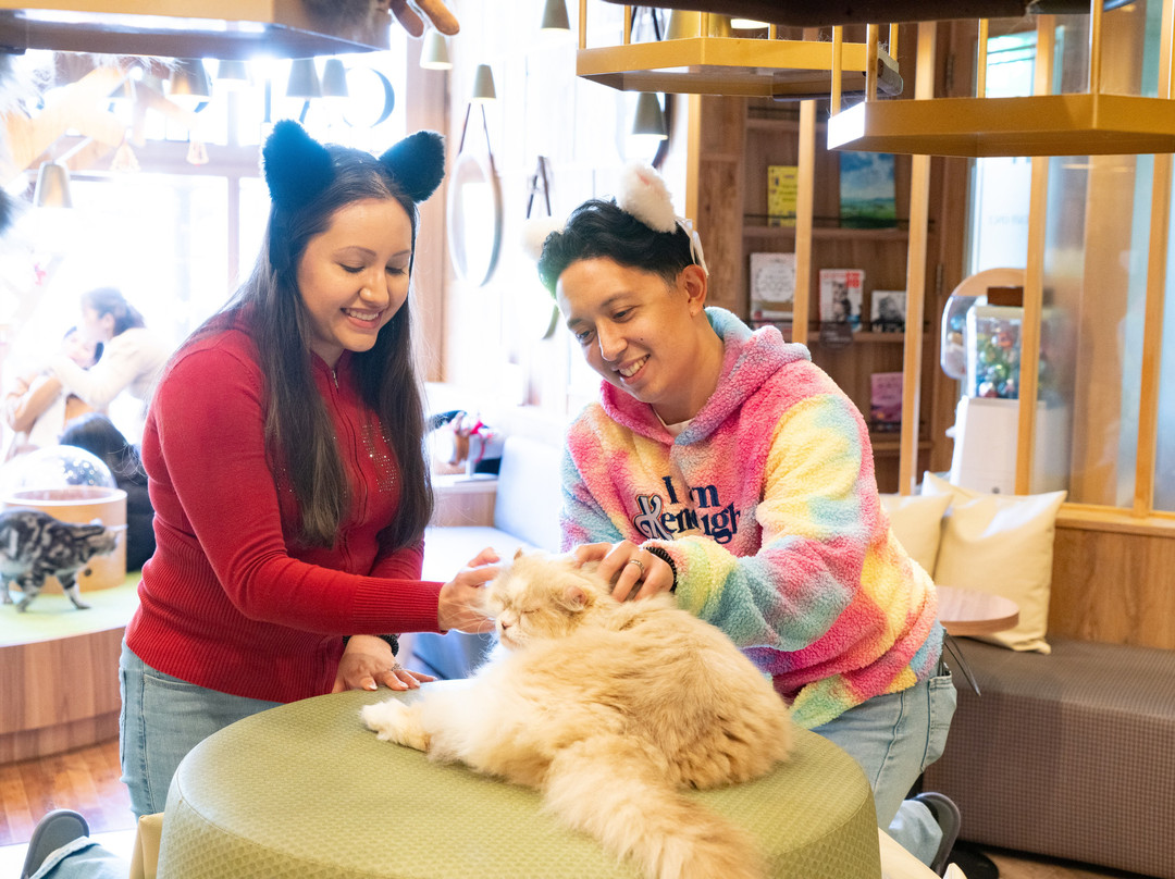 Cat Cafe MOCHA Akihabara-千代田区必去景点