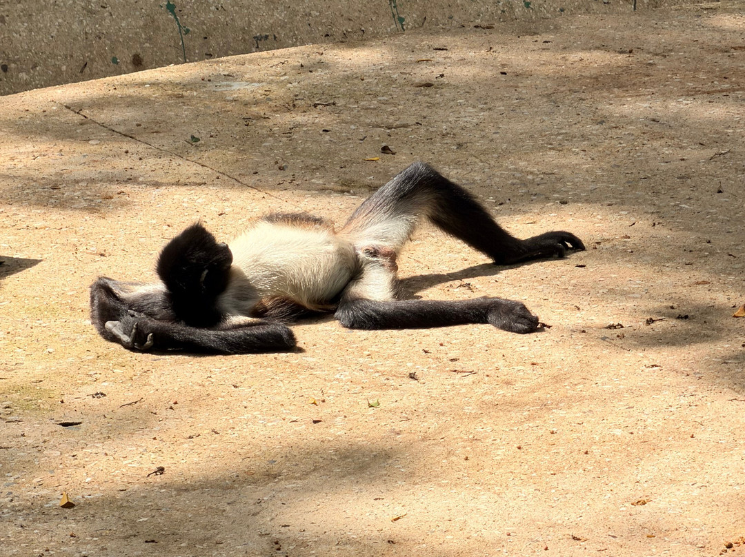 拉文塔博物馆公园-Villahermosa必去景点