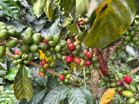 Café La Morelia-El Caimo必去景点