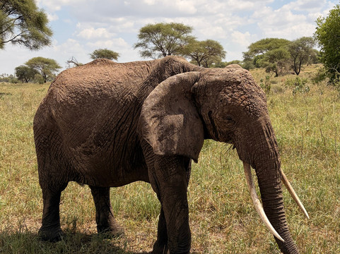 Safari360-莫西必去景点