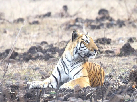 Kheoni Wildlife Sanctuary-Dewas必去景点