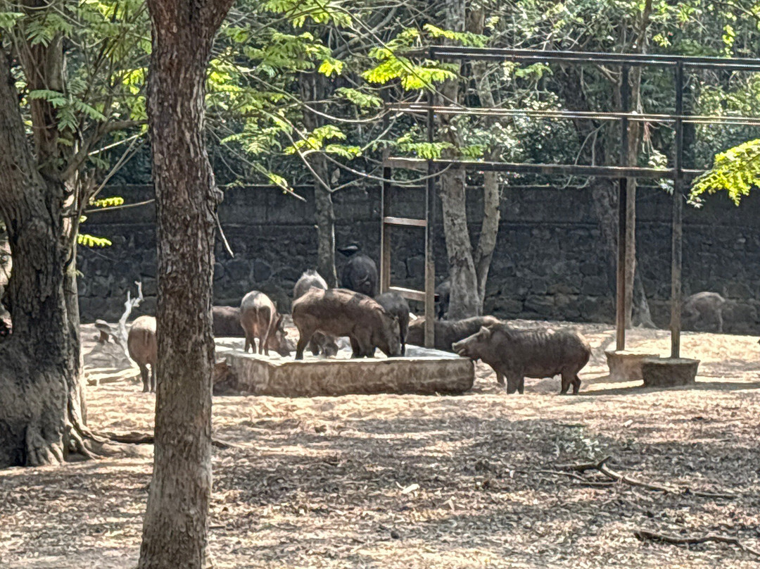 Arignar Anna Zoological Park-金奈（马德拉斯）必去景点