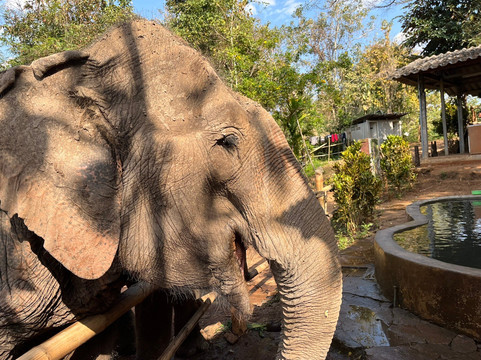 Elephant Sanctuary Care Park-清迈必去景点