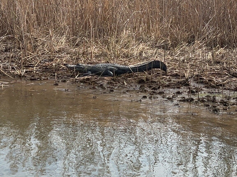 Airboat Express - Tours-Spanish Fort必去景点