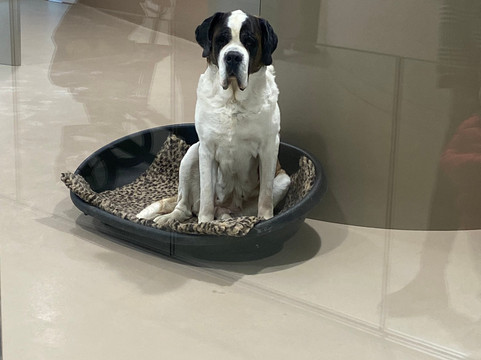 Barryland - Musée et chiens du St-Bernard-马蒂尼必去景点