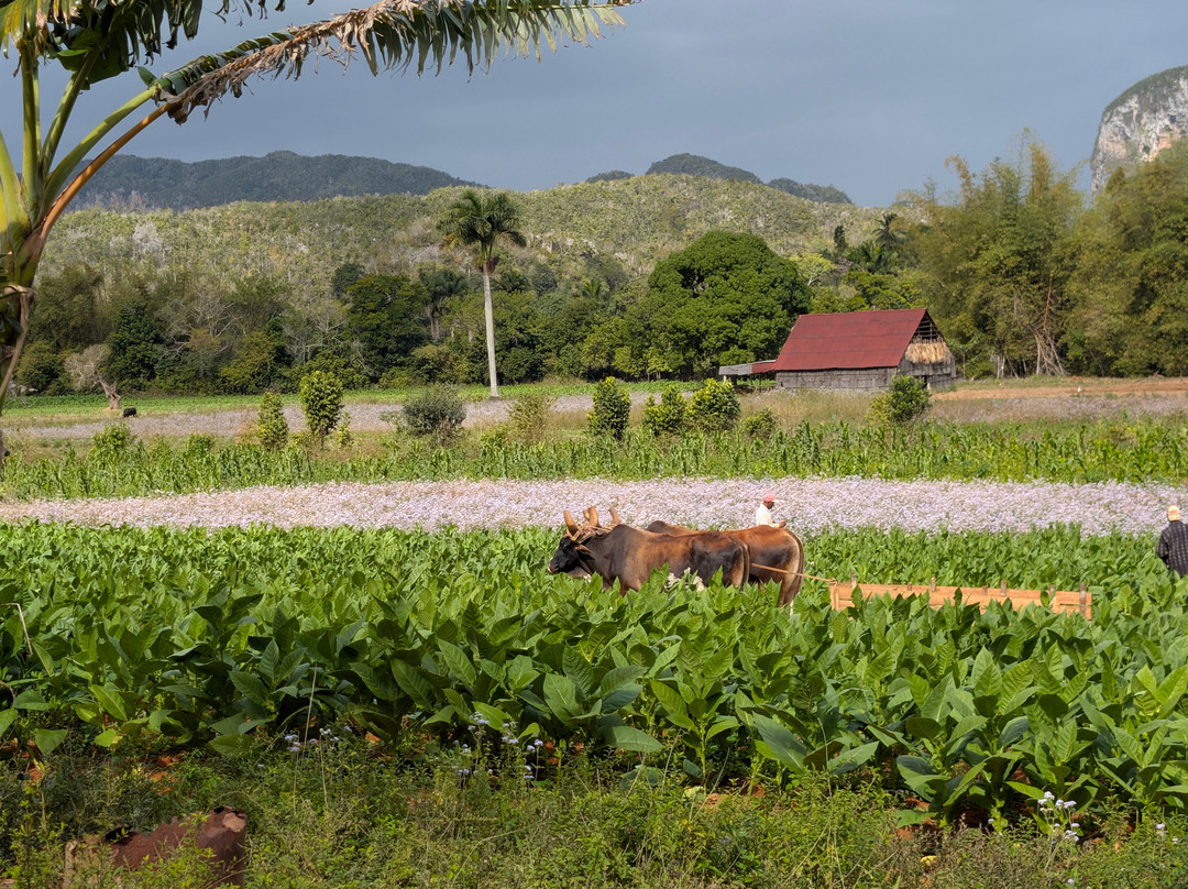 Gardner Tours-哈瓦那必去景点