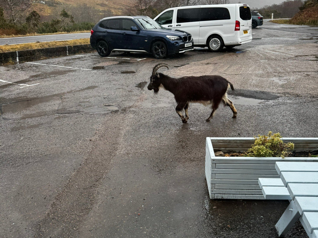 Chocolates of Glenshiel-Shiel Bridge必去景点