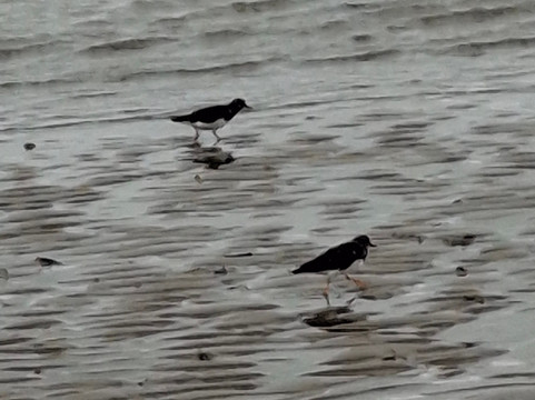 Barkby Beach-Prestatyn必去景点