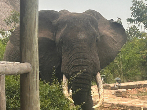 Aardvark Safari Lodge主图