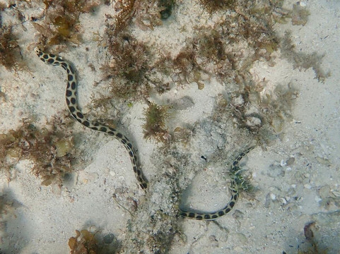 Fun Divers Zanzibar-奔巴岛必去景点