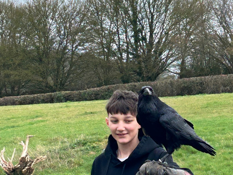 Lavenham Falconry-Monks Eleigh必去景点
