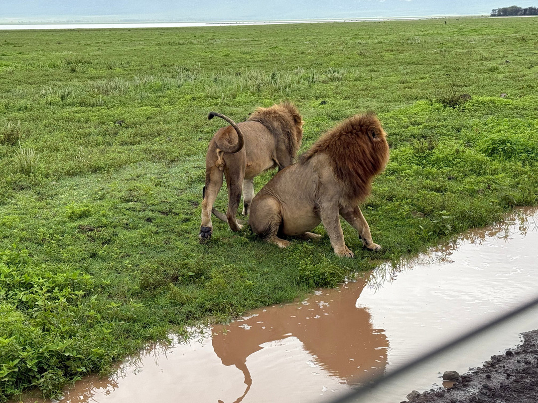 歌珊地非洲游猎之旅-阿鲁沙必去景点