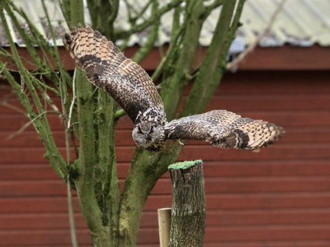 Mercer Falconry Raptor Park-Farnsfield必去景点