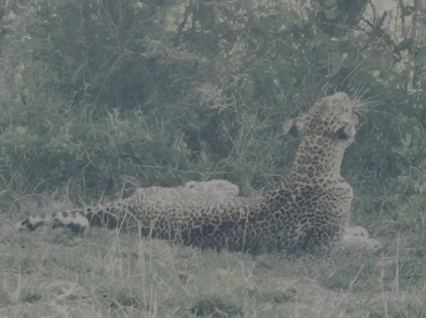 Gamewatchers Safaris-内罗毕必去景点