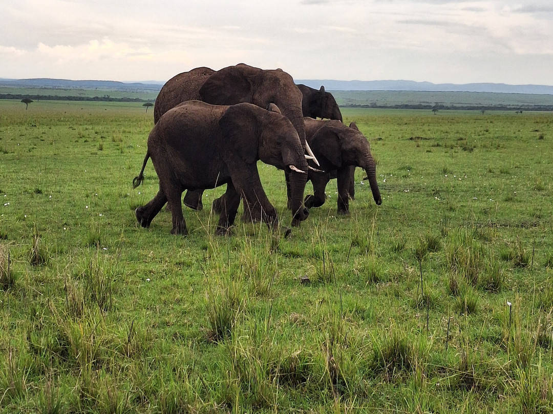 Face 2 Face Safaris-查佛必去景点