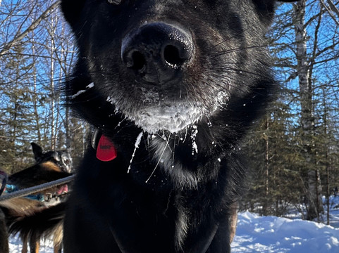 The Alaska Dogstead Mushing Company-Big Lake必去景点