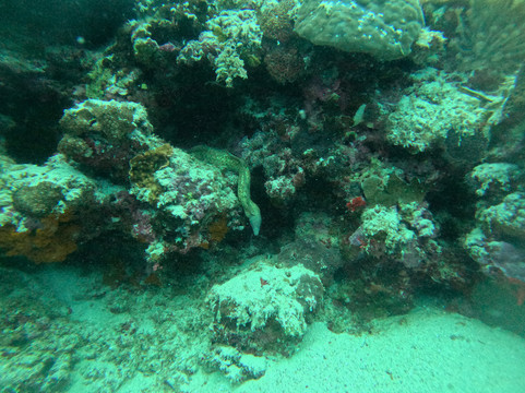 薄荷岛潜水俱乐部潜水中心-邦劳岛必去景点