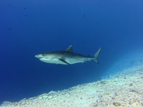 Pelagic Divers Fuvahmulah-Fuvahmulah必去景点
