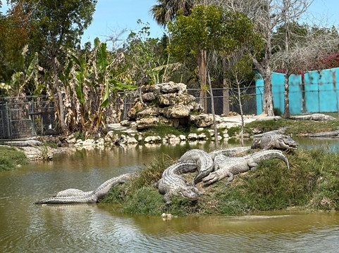 Captain Jack's Airboat Tours-大沼泽地必去景点