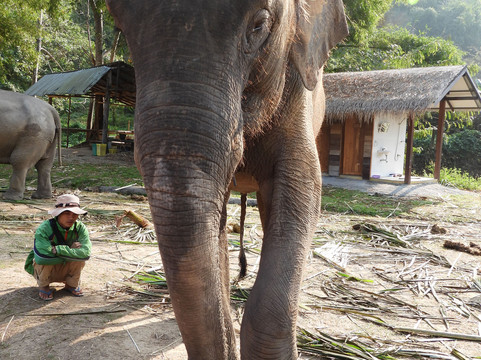 Elephant Peace Project-清莱必去景点