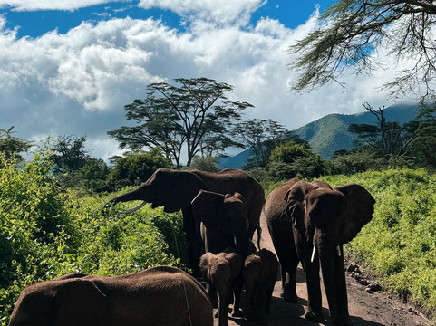 Meijo Safaris-阿鲁沙区必去景点
