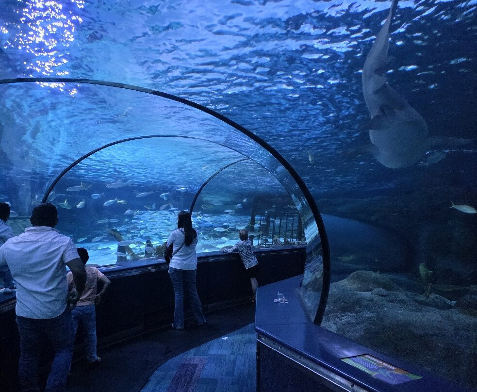 里普利水族管-美特尔海滩必去景点