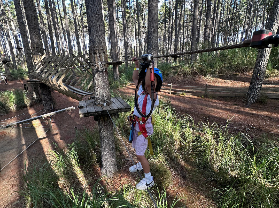 Tree Adventures-伍德山必去景点