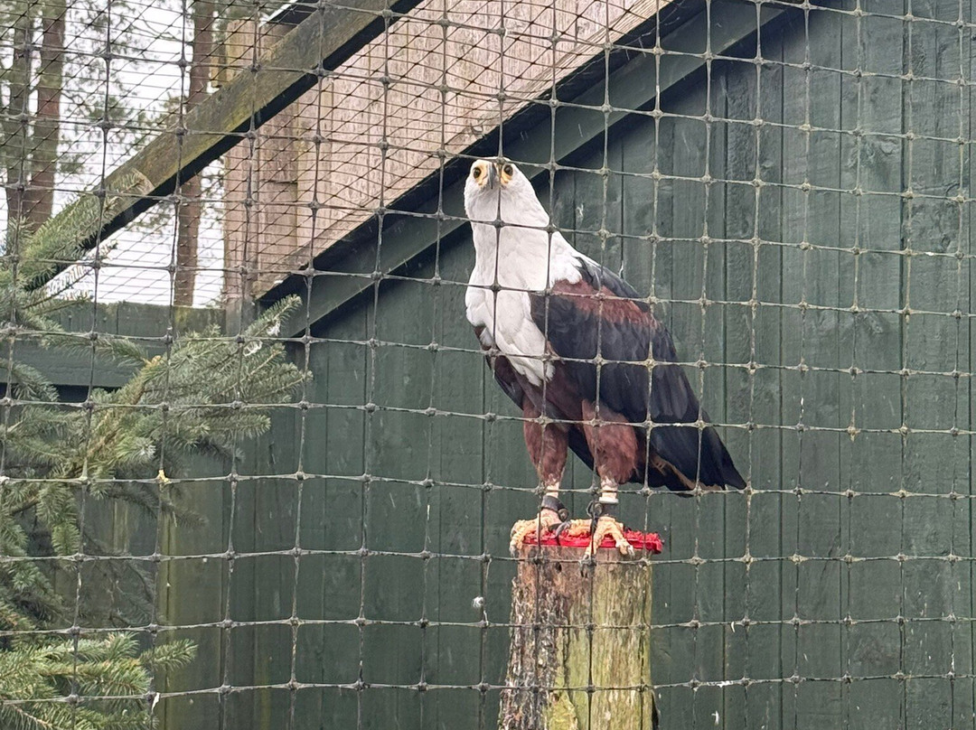Falconry Days-赫克瑟姆必去景点