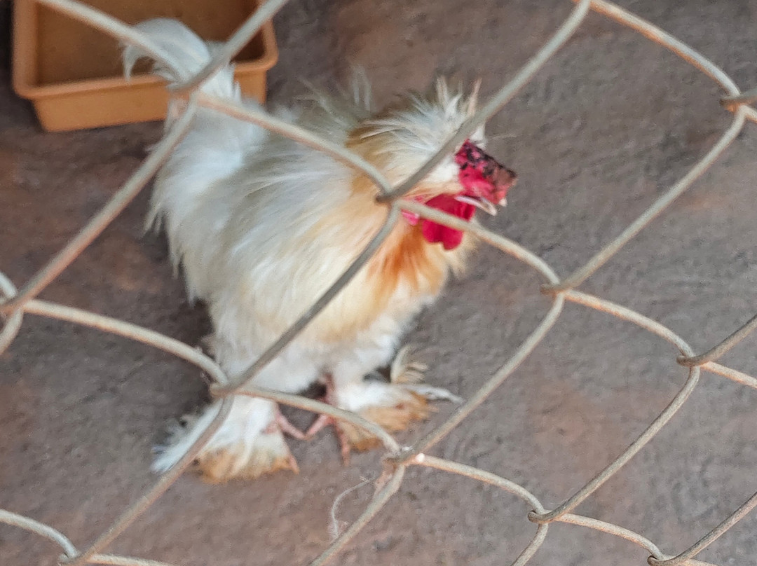 Cloud Forest Entertainment Park-Yelagiri必去景点