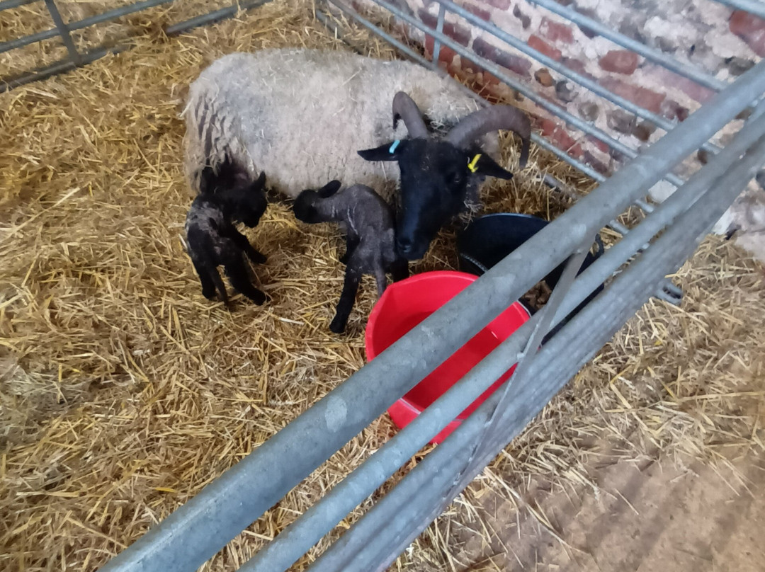 Gressenhall Farm And Workhouse-Dereham必去景点