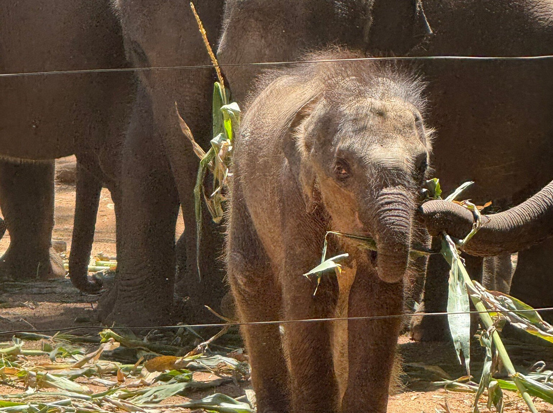 Udawalawa Elephant Orphanage-乌达瓦拉瓦必去景点
