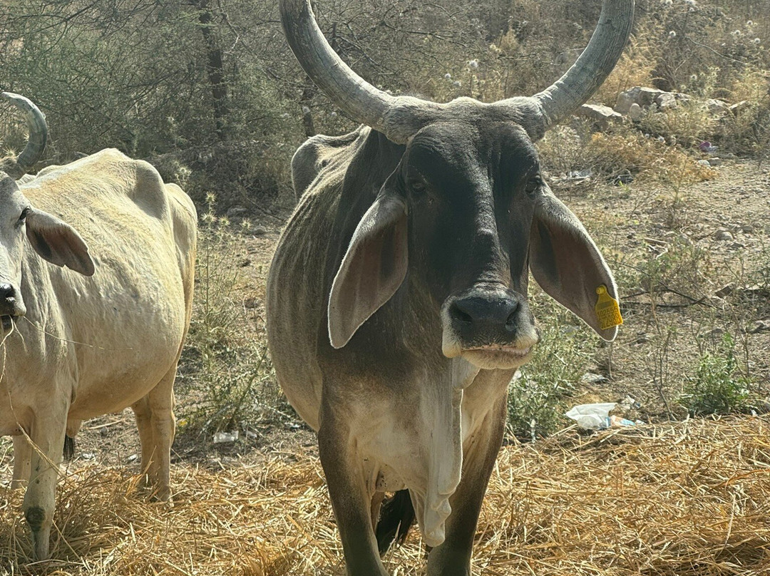 India By Car and Driver-斋蒲尔必去景点