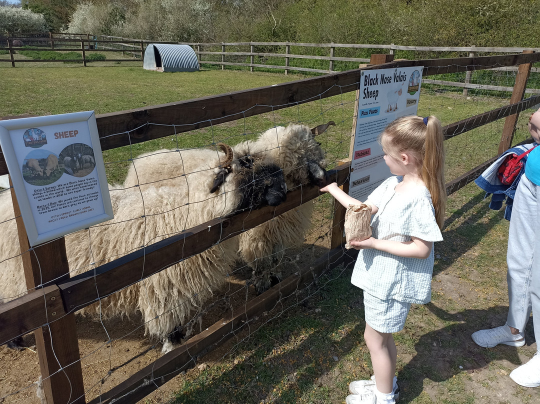 Stantons Farm - Petting Farm-Black Notley必去景点