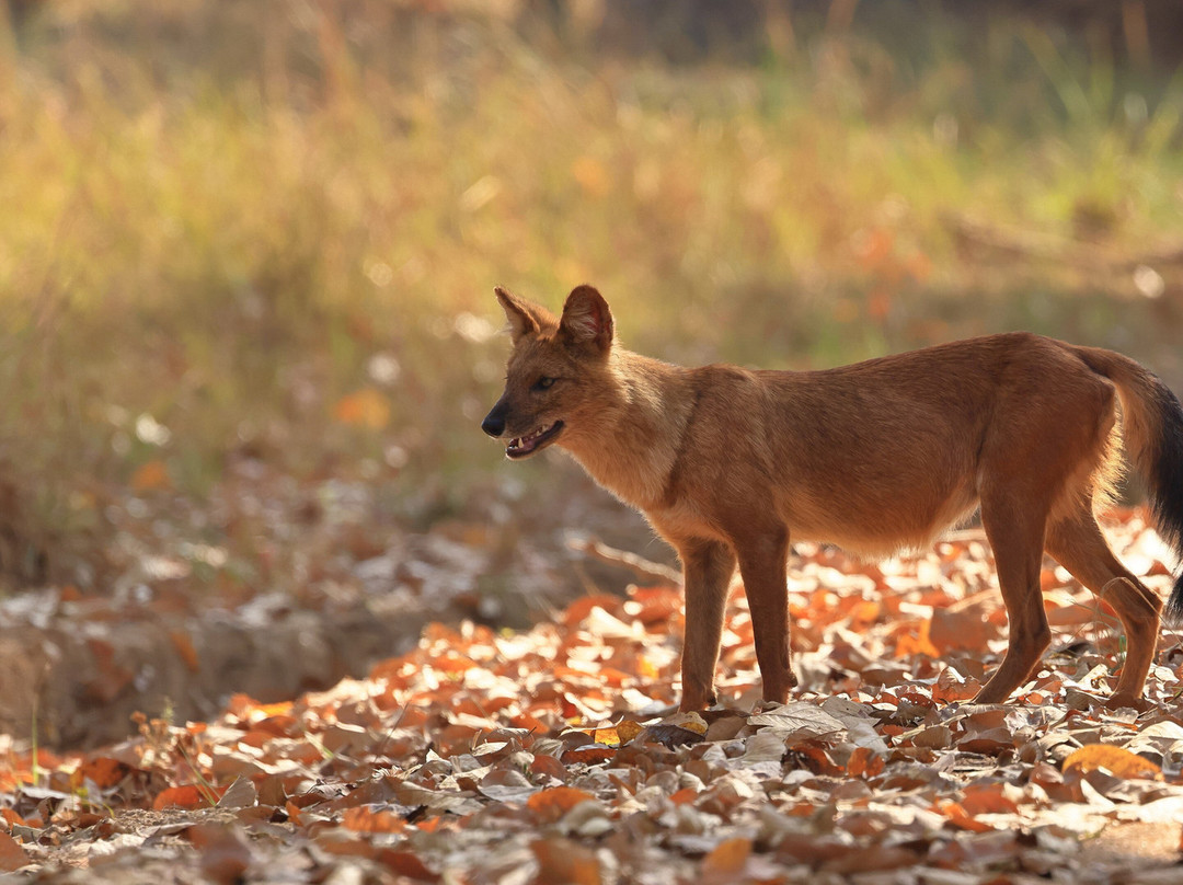 Singinawa Jungle Lodge主图
