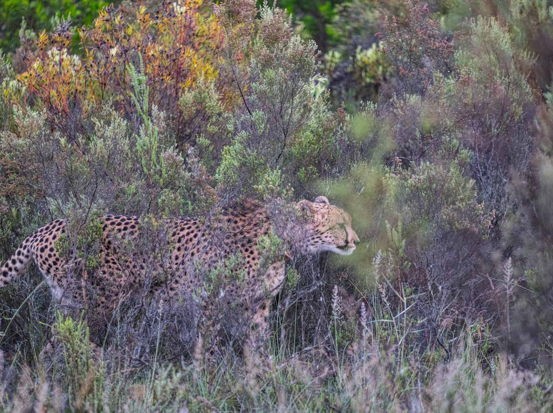 波特利斯科普私人猎区酒店主图