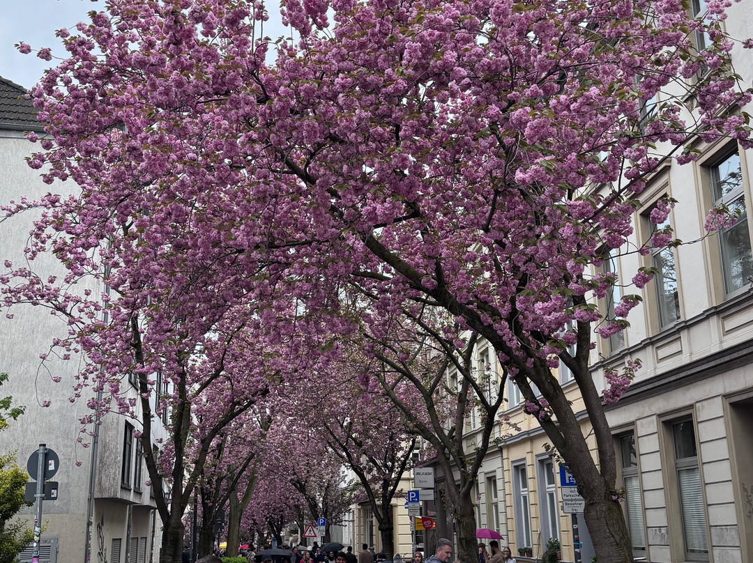 Cherry Blossom-波恩必去景点