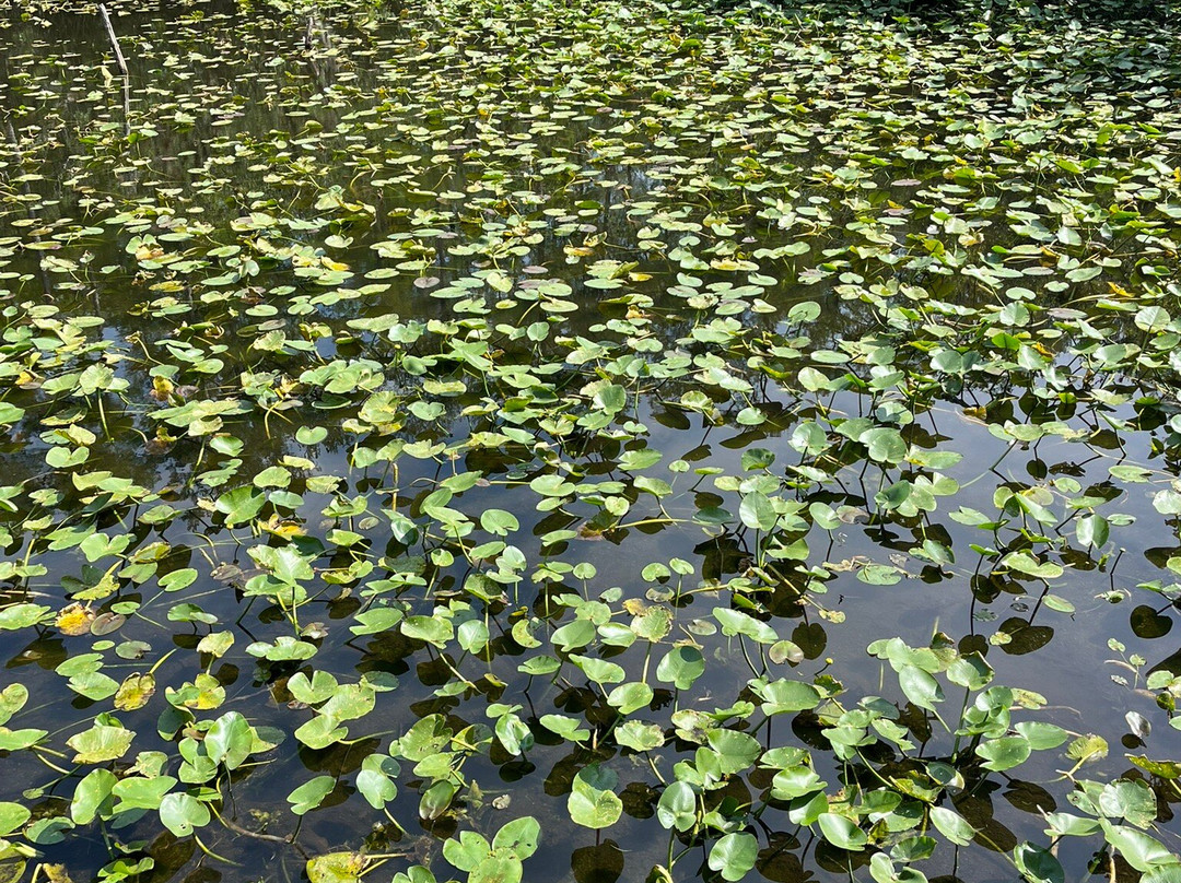 Six Mile Cypress Slough Preserve-迈尔斯堡必去景点