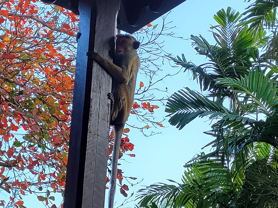 辛纳蒙哈伯拉纳山林酒店主图