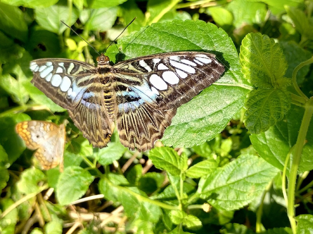 Butterfly Wonderland-斯科茨代尔必去景点