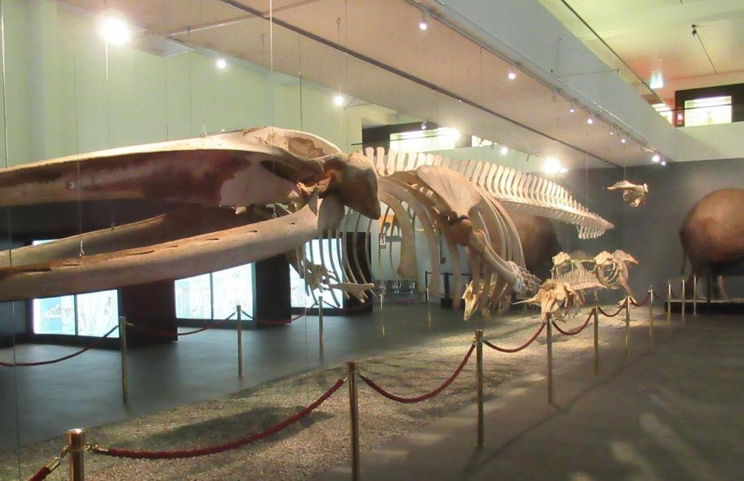 Naturhistorisches Museum Bern-伯尔尼必去景点