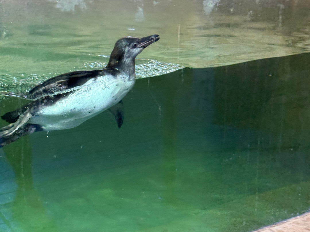 Pafos Zoo-帕福斯必去景点
