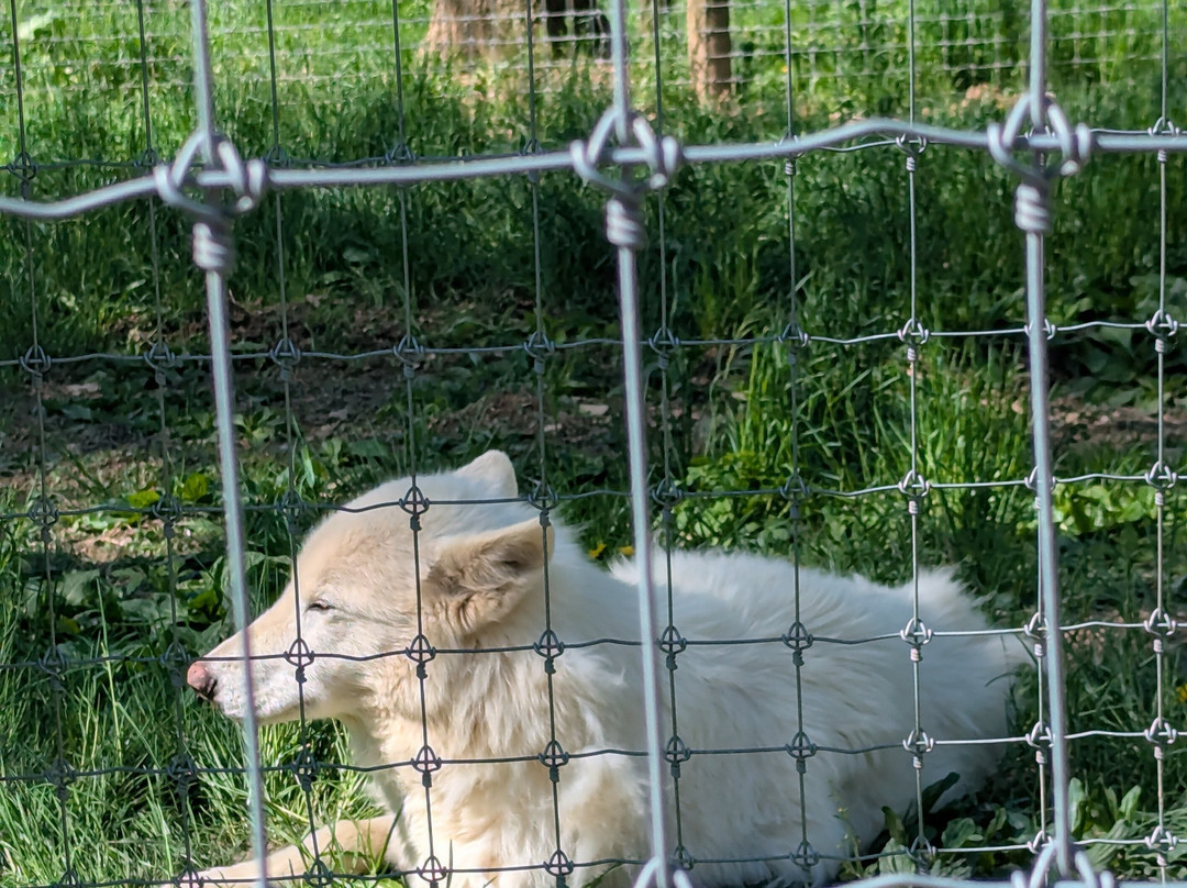 Wolf Sanctuary of PA-利蒂茨必去景点