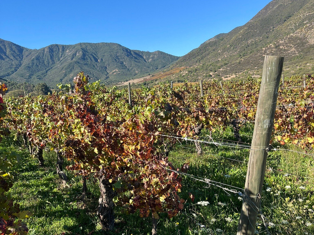 Colchagua Wine Tours-圣克鲁斯必去景点