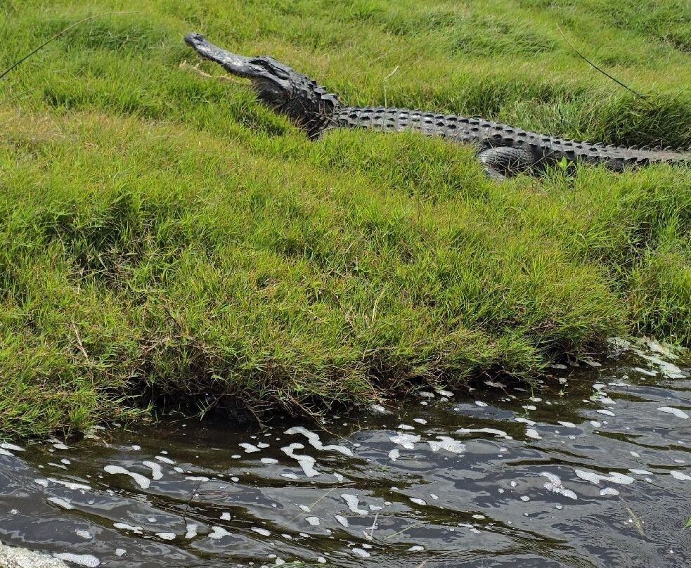 Backwoods Airboat Adventures-Christmas必去景点