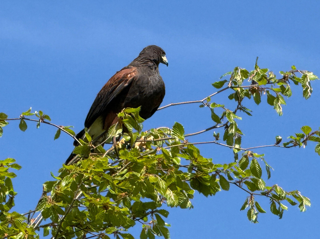 Kent Falconry Centre-Throwley必去景点