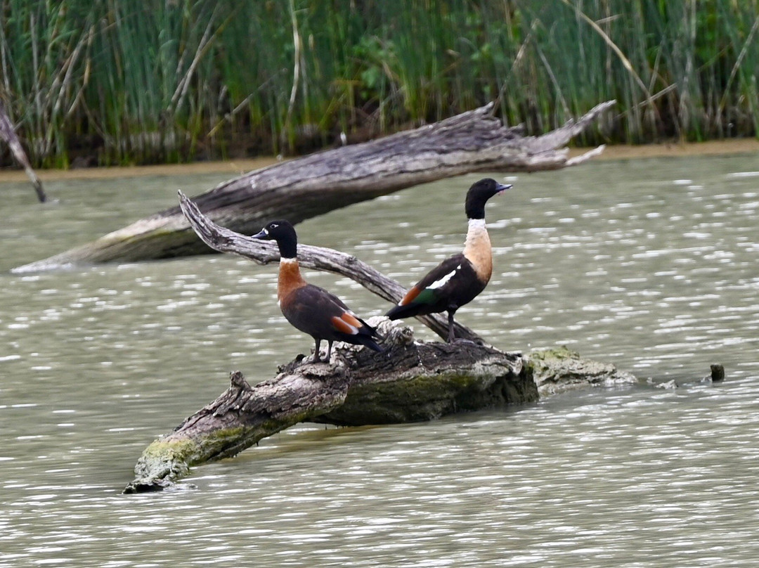 Murray River Trails-Renmark必去景点