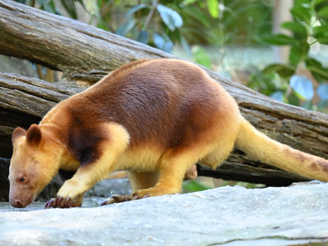 Featherdale Sydney Wildlife Park-Doonside必去景点
