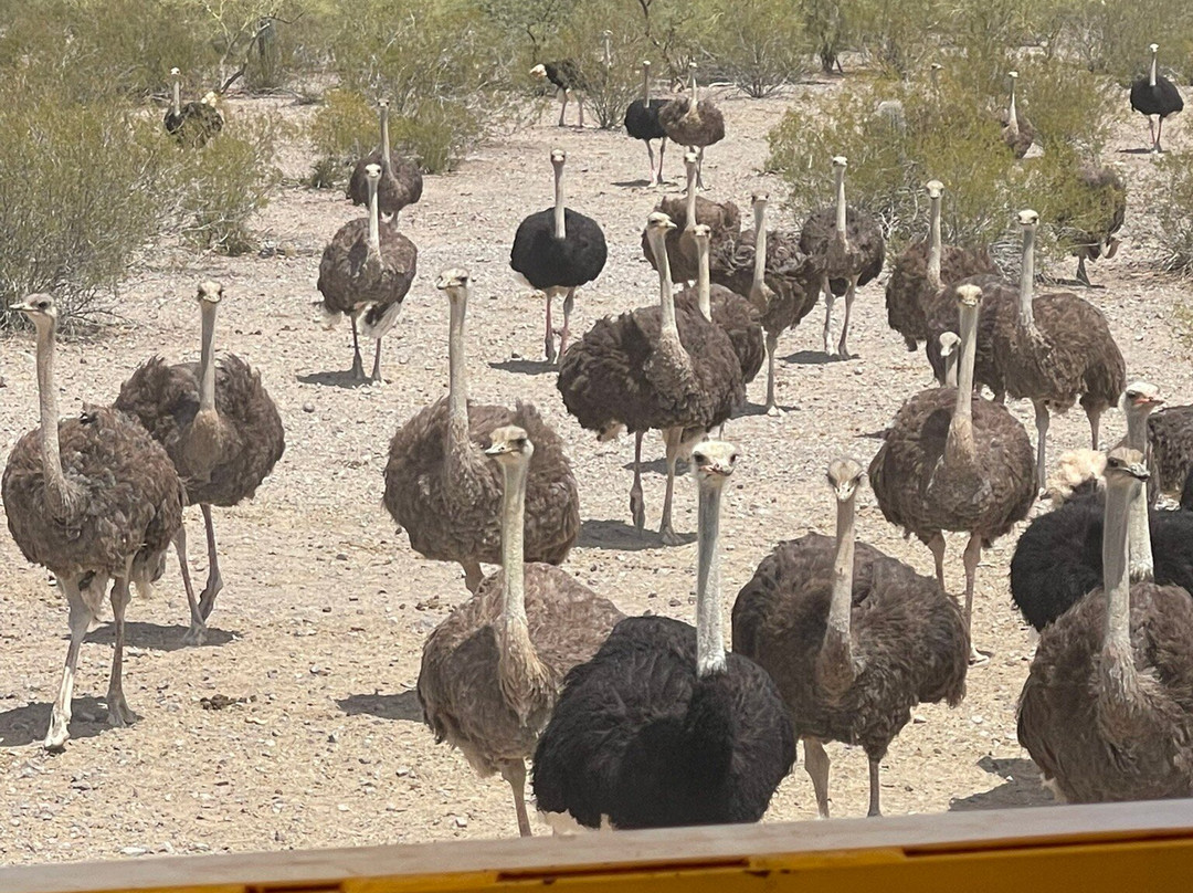 Rooster Cogburn Ostrich Ranch-Picacho必去景点